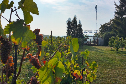 Vysočany Wine Harvest Festival at Máchalka