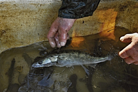 Stodůlecký Pond Fish Harvest