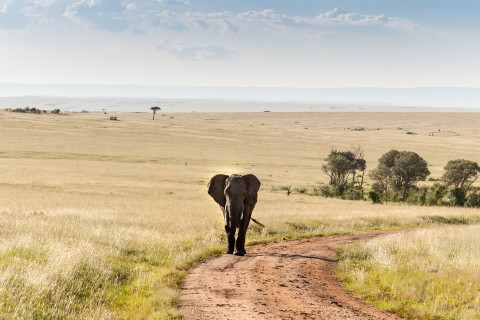 Safari in Zambia with Marek Novotný